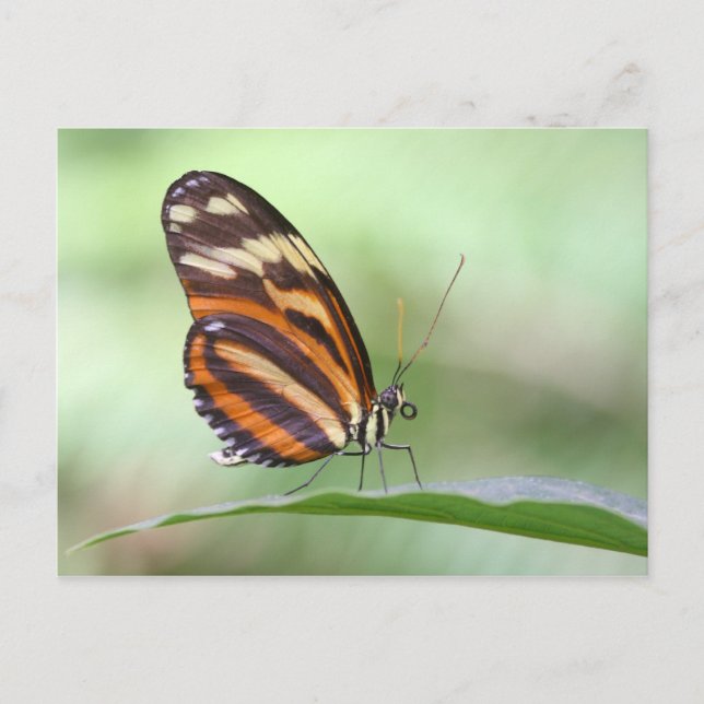 Cartão Postal Tigre de asa longa (Frente)