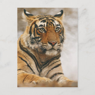 Cartão Postal Tigre de Bengal real na rocha, Ranthambhor