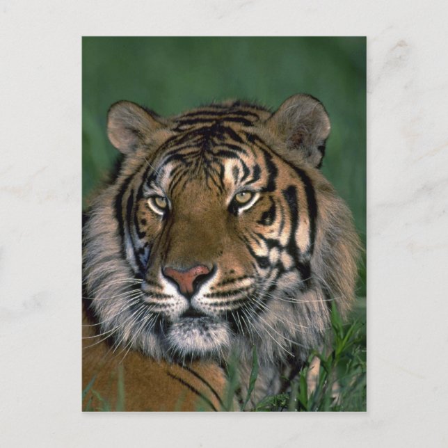 Cartão Postal Tigre de Bengala (Frente)