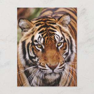 Cartão Postal Tigre-de-bengala, Panthera tigris