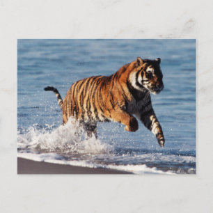 Cartão Postal Tigre-de-bengala (Panthera Tigris)