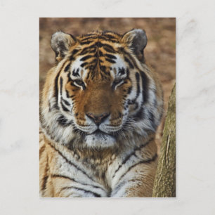 Cartão Postal Tigre-de-bengala, Panthera tigris, Louisville Zoo,