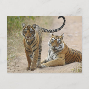 Cartão Postal Tigre-de-bengala-real e filhote, Ranthambhor