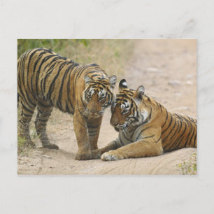 Cartão Postal Tigre-de-bengala-real e filhote - Tocando à frente