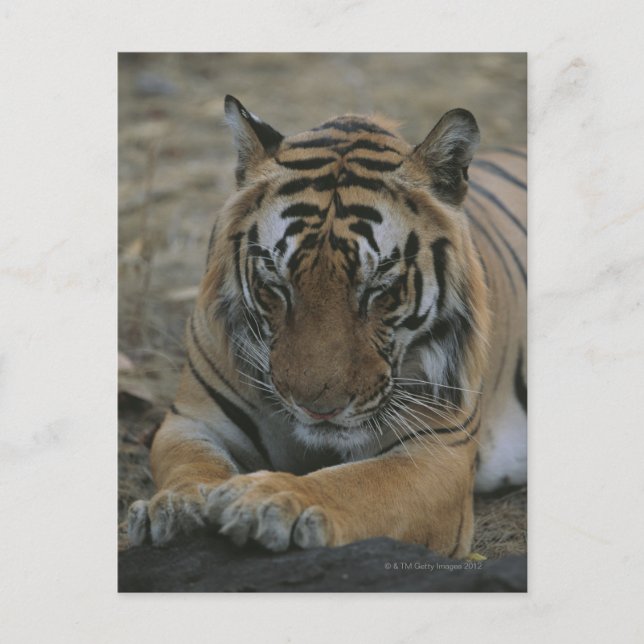 Cartão Postal Tigre de dormir (Frente)