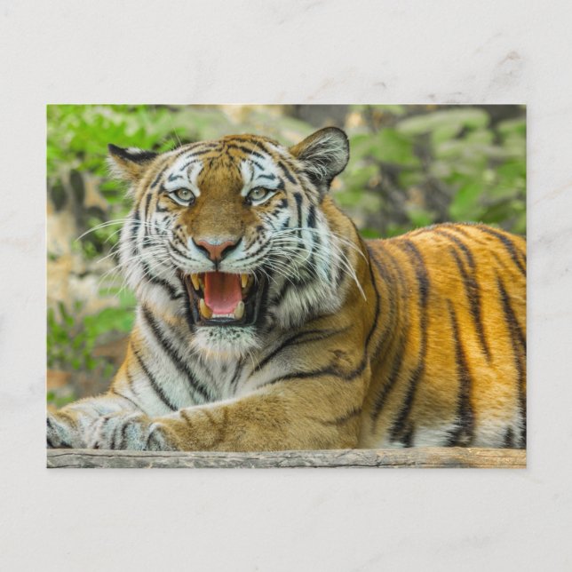 Cartão Postal Tigre de Laranja (Frente)