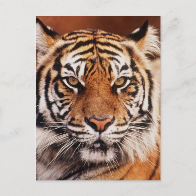 Cartão Postal Tigre-de-sumatra (Frente)