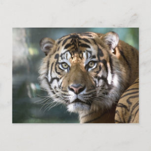 Cartão Postal Tigre-de-sumatra macho (Panthera tigris sumatrae)