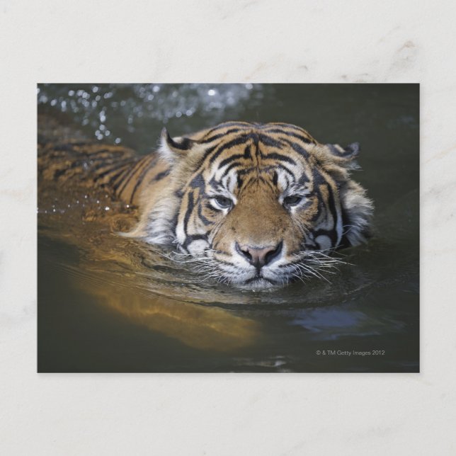 Cartão Postal Tigre de Sumatran, Panthera tigris sumatrae (Frente)