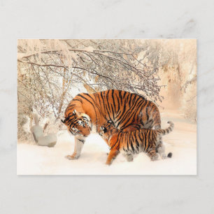 Cartão Postal Tigre e Cub