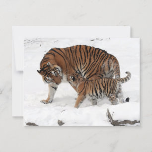 Cartão Postal Tigre e Cubo na Neve
