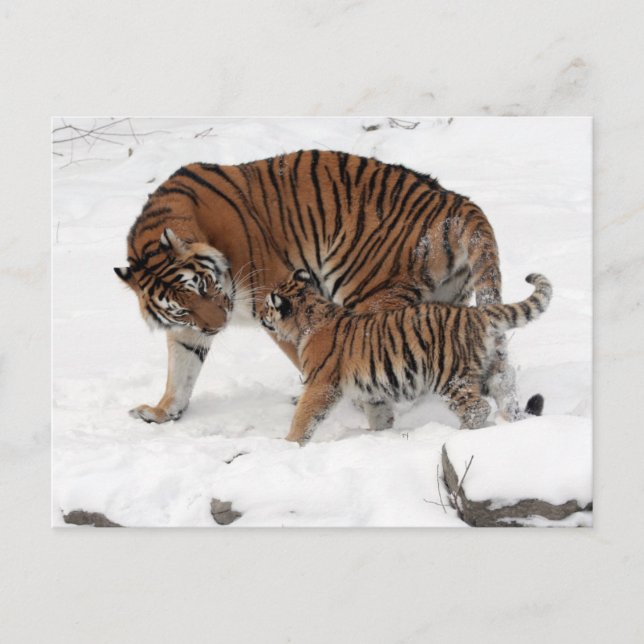 Cartão Postal Tigre e Cubo na Neve (Frente)