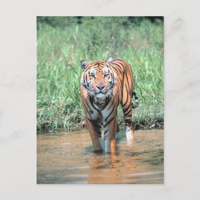 Cartão Postal Tigre em água (Frente)