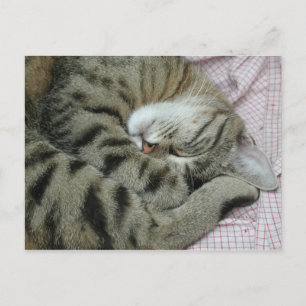 Cartão Postal Tigre-Gato Dormente