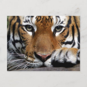 Cartão Postal Tigre Malaio nº 3 postal