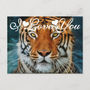 Cartão Postal Tigre na Fotografia da Água Eu Te Amo