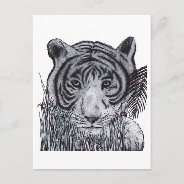 Cartão Postal Tigre na Grama (Frente)