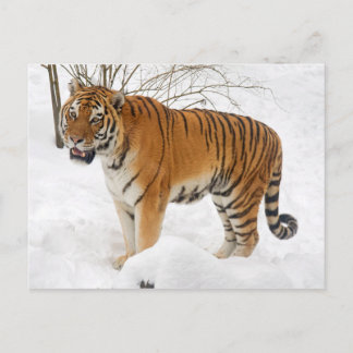 Cartão Postal Tigre na neve