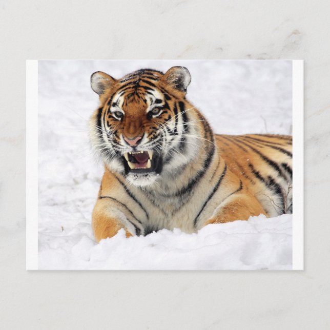 Cartão Postal Tigre Na Neve (Frente)