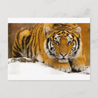 Cartão Postal Tigre na neve pronta para atacar