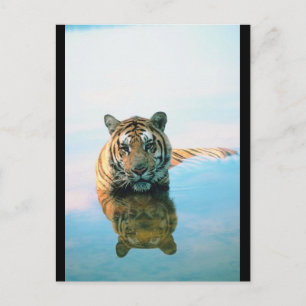 Cartão Postal Tigre Natação