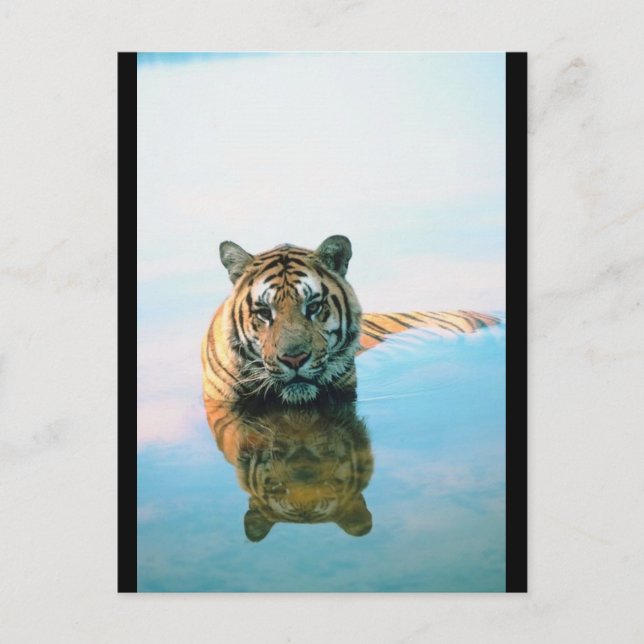 Cartão Postal Tigre Natação (Frente)