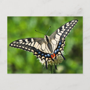 Cartão Postal Tigre ocidental (Papilio rutulus)