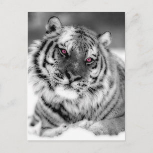 Cartão Postal Tigre Olhado Rosa