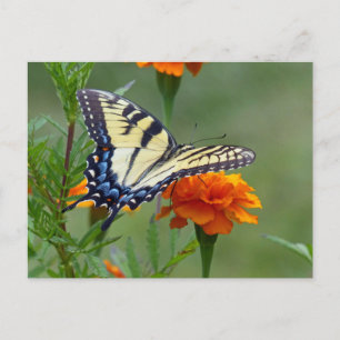 Cartão Postal Tigre oriental fêmea amarelo Swallowtail