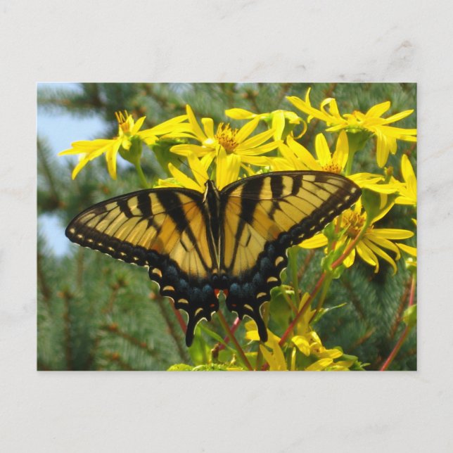 Cartão Postal Tigre Oriental - Swallowtail em Daisies Amarelas (Frente)
