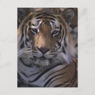 Cartão Postal Tigre (Panthera tigris), close-up da cabeça,