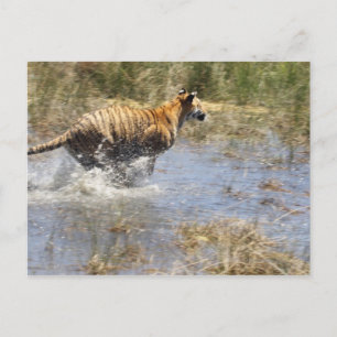 Cartão Postal Tigre (Panthera tigris) correndo pela água.