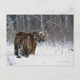 Cartão Postal Tigre (Panthera tigris) em pé na neve profunda