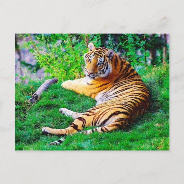 Cartão Postal Tigre pintado de salgadinho na fauna selvagem (Frente)