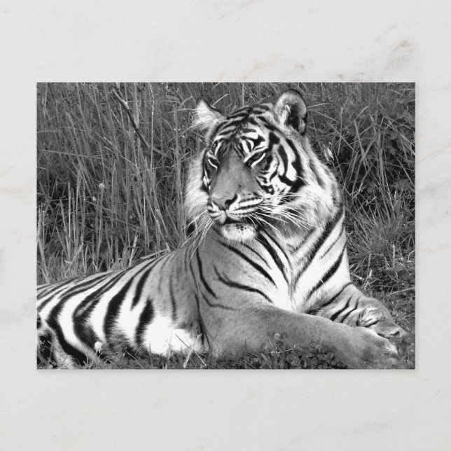 Cartão Postal Tigre - Preto e Branco (Frente)