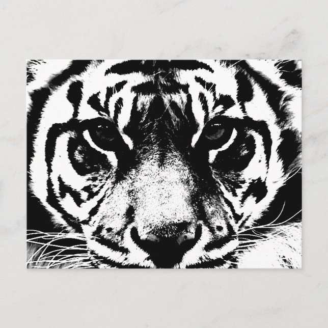 Cartão Postal Tigre preto e branco (Frente)