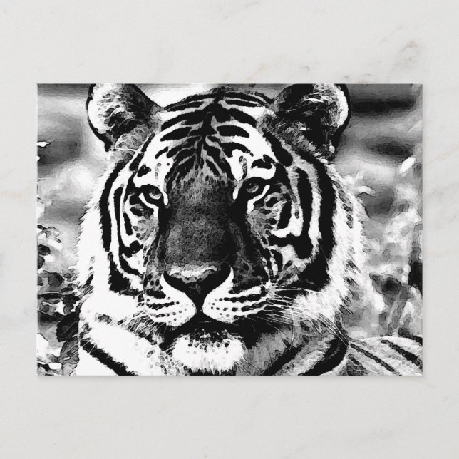 Cartão Postal Tigre preto e branco (Frente)