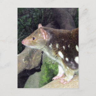 Cartão Postal tigre quoll avistado