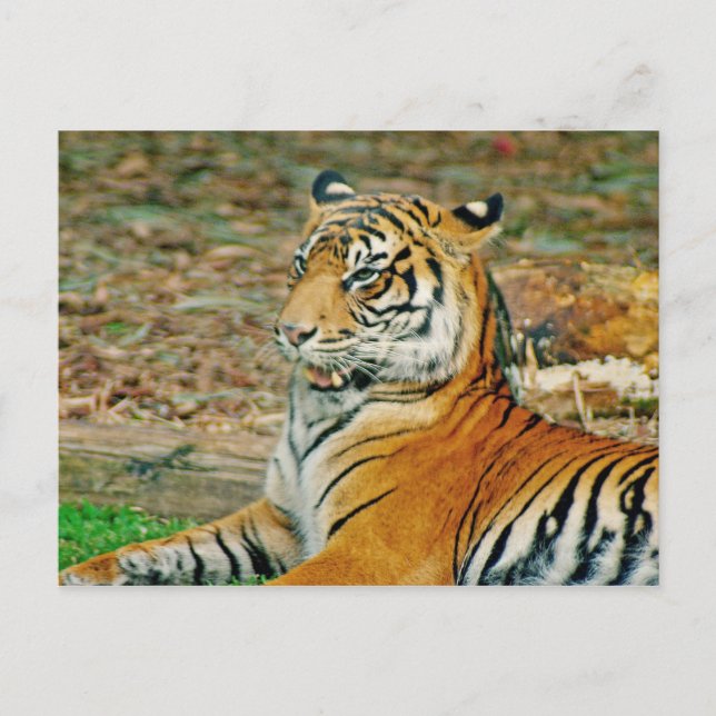 Cartão Postal Tigre Real (Frente)