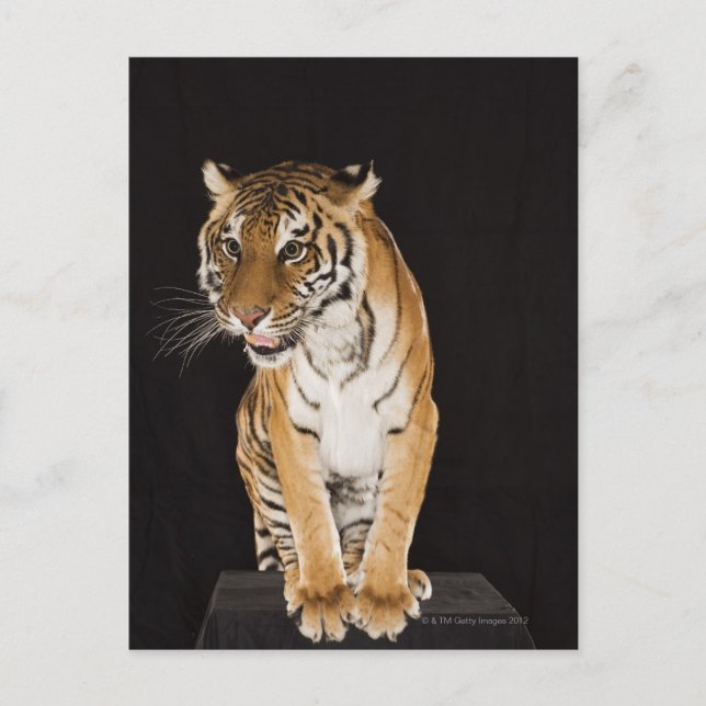 Cartão Postal Tigre sentado na plataforma 2 (Frente)