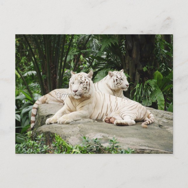 Cartão Postal Tigre siberiano (Frente)