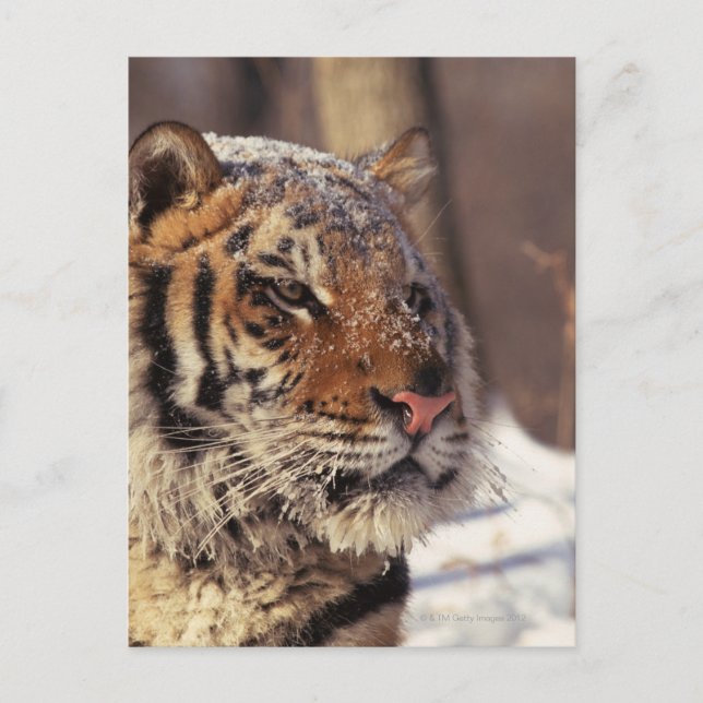 Cartão Postal Tigre siberiano (Frente)