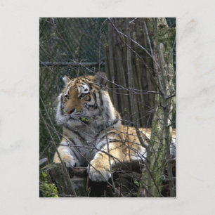 Cartão Postal Tigre siberiano