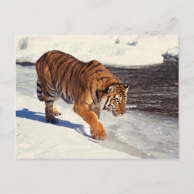 Cartão Postal Tigre siberiano (Frente)