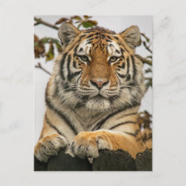 Cartão Postal Tigre Siberiano