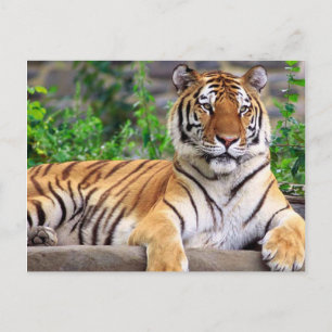 Cartão Postal Tigre Siberiano