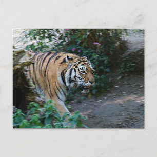Cartão Postal Tigre Siberiano