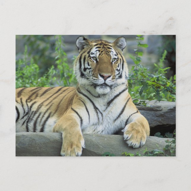 Cartão Postal Tigre Siberiano (Frente)