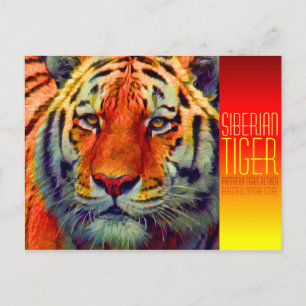 Cartão Postal Tigre Siberiano [Cartão postal]