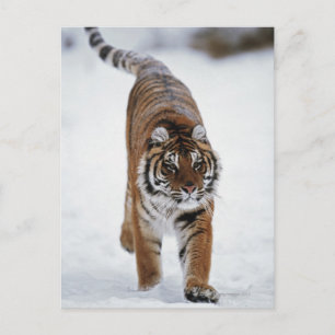 Cartão Postal Tigre Siberiano Em Neve